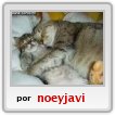 novio,javier