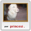mi perro
