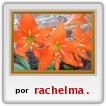 las flores de mi casa