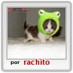 Gatito Bonito