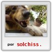 Mi perrota