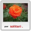 rosa roja