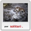 Zoo