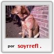 MI PERRA LABRADORA LUNA