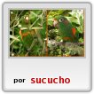 LOROS Y CATERNICAS
