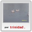 Patitos de Escobar